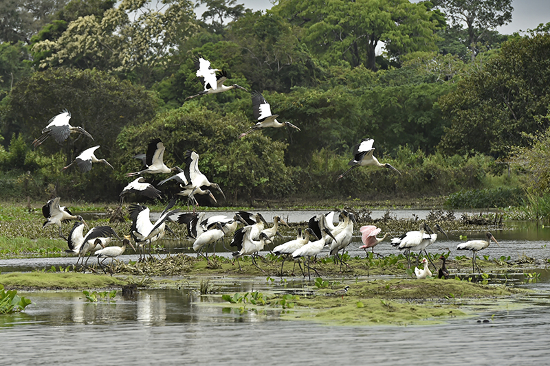 Image4-Adriano_Gambarini-WWF_Living_Amazon_Initiative-WEB